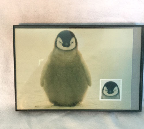 Framed Penguin Chick Picture (5" x 7")